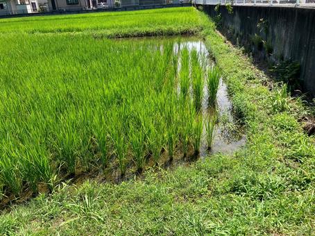 Photo, paddy field, rice cultivation, rice, 