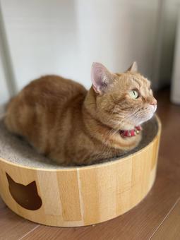 Cat looking up, JPG