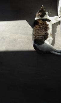 日向ぼっこする猫 猫,家猫,ペットの写真素材