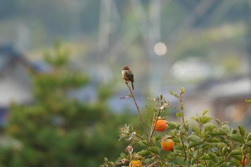 モズ モズ,飛ぶ,鳴くの写真素材