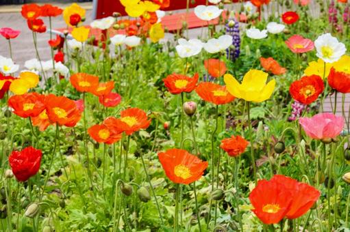 ポピー ポピー ポピー,アイスランドポピー,花の写真素材