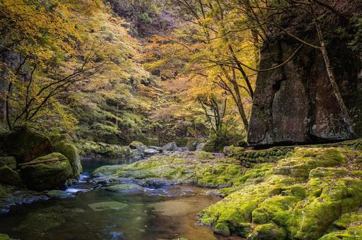 三重-【赤目四十八滝（紅葉）】 赤目四十八滝,赤目四八滝,川の写真素材