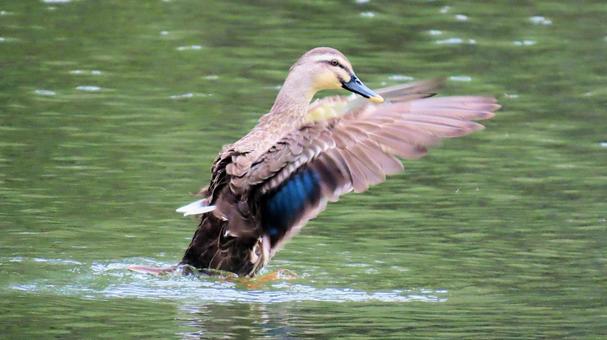 A duck flapping its wings in a spring pond, cargamo, waterfowl, wild bird, JPG