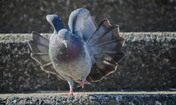 羽を広げた鳩。想像よりかっこよかった。 羽を広げた鳩。想像よりかっこよかった。の写真