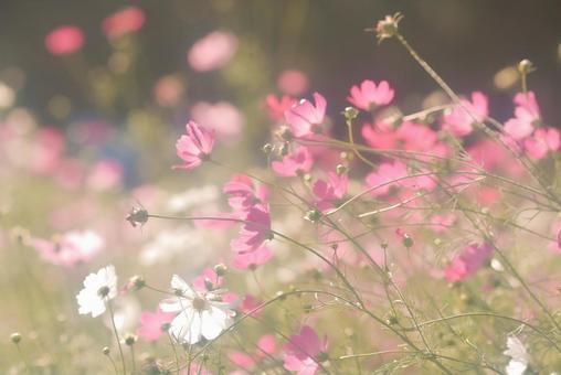 Cosmos②, JPG