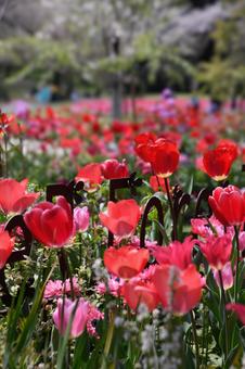 Tulips, JPG