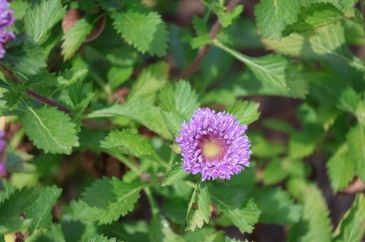 緑の葉とピンクの花びらのルリアザミの花 緑の葉とピンクの花びらのルリアザミの花 緑,葉,ピンクの写真素材