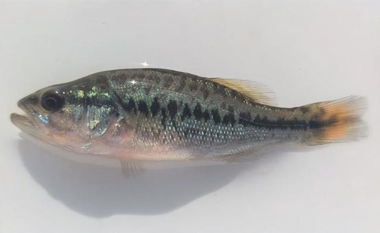ブラックバス ブラックバス 小物釣り,釣り,用水路の写真素材