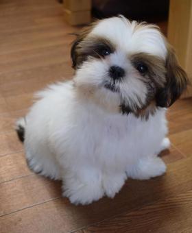Shih Tzu Puppy, JPG
