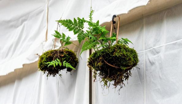 釣忍　羊歯の写真