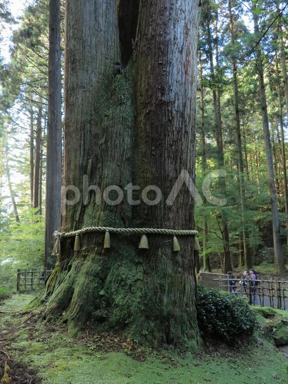 御岩神社　三本杉 アウトドア,ウォーキング,パワースポットの写真素材