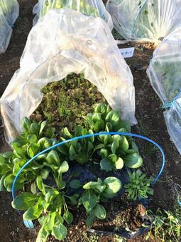 野菜家庭菜園ビニールハウス 野菜家庭菜園ビニールハウス 野菜,家庭菜園,野菜畑の写真素材