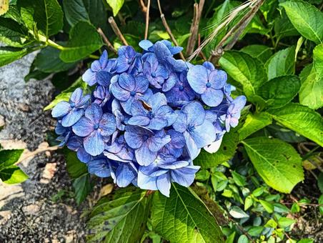 Hydrangea up close, JPG Hydrangea up close, JPG