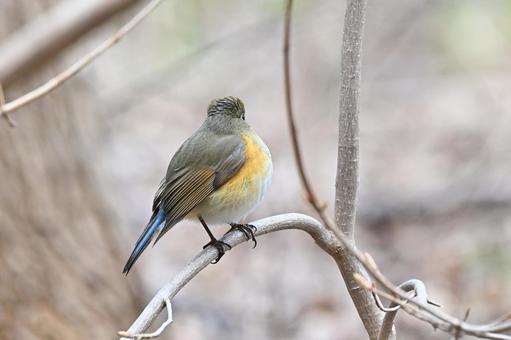 ルリビタキ ルリビタキの写真