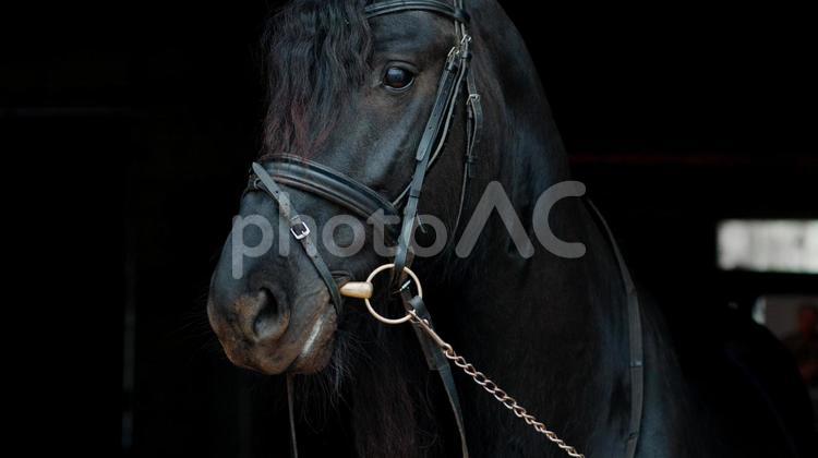 厩舎の中で佇む黒馬の横顔 馬,動物,黒馬の写真素材