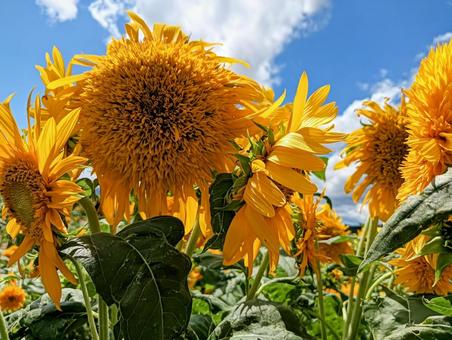 向日葵4 ひまわり,向日葵,夏の写真素材