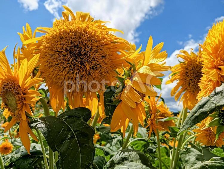 向日葵4 ひまわり,向日葵,夏の写真素材