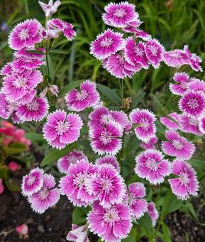 ピンクのナデシコの花 ピンクのナデシコの花 ピンク,ナデシコ,ピンクのナデシコの写真素材