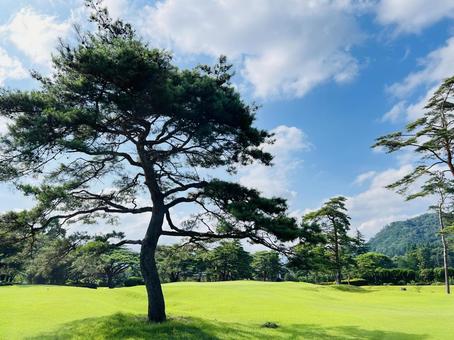 青空と緑の芝生に佇む松の木 青空と緑の芝生に佇む松の木 ゴルフ,鬼怒川カントリークラブ,鬼怒川の写真素材
