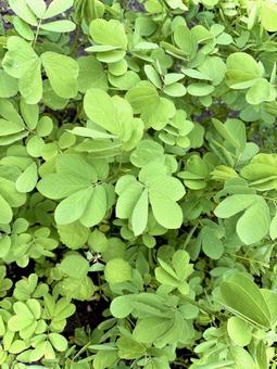 Photo, wicked, ebisugusa, hexagonal plant, 