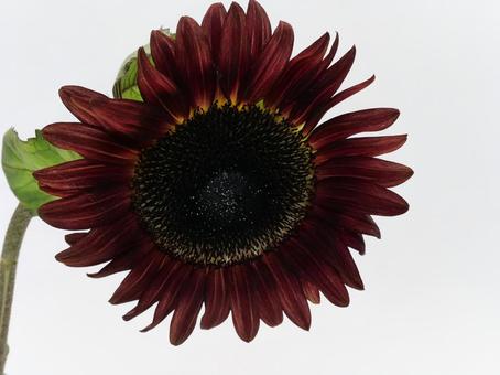 赤色のひまわり 赤色のひまわりの写真