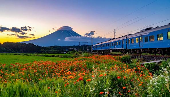 アイスランドポピーの花畑とブルートレイン アイスランドポピーの花畑とブルートレインの写真