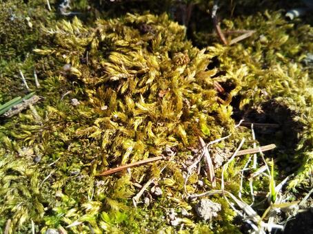 春の苔 春の苔の写真