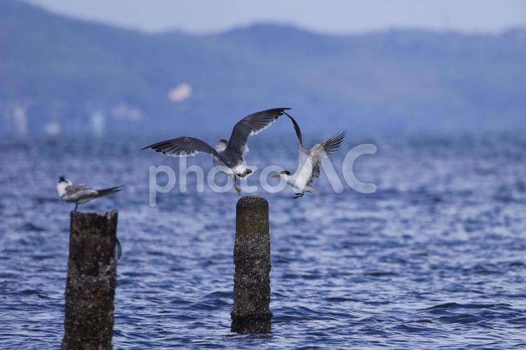 椅子取り争い 喧嘩,縄張り争い,野鳥の写真素材