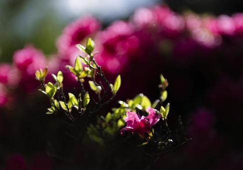 Azalea, JPG
