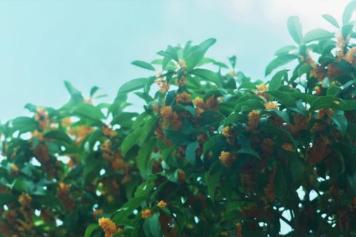 金木犀（きんもくせい）Ptn.B 金木犀,きんもくせい,空の写真素材