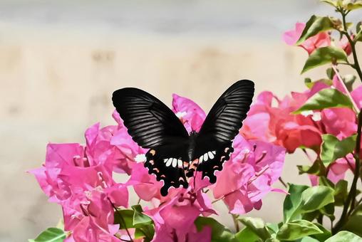 ハイビスカスとアゲハ蝶 アゲハチョウ,蝶,自然の写真素材