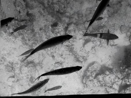 fish, JPG fish, JPG