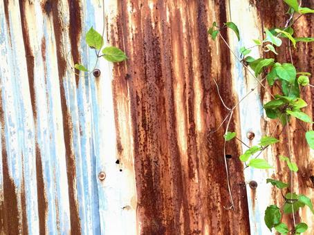 Rusty tin and plants 01, JPG Rusty tin and plants 01, JPG