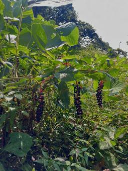 紫の実 実,紫の実,葉の写真素材