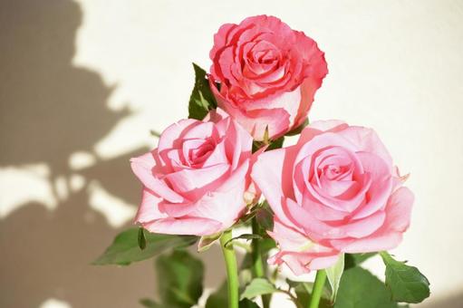ピンクのばら ピンクのばらの写真