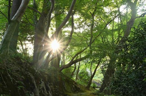 森の木漏れ日 木漏れ日,森,林の写真素材