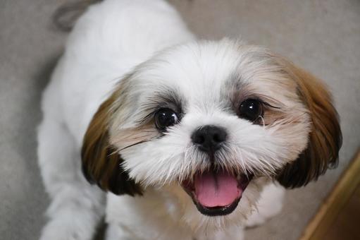 シーズー 子犬 シーズー 子犬の写真