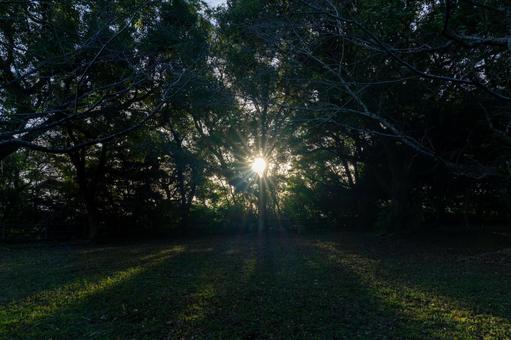 木漏れ日が差し込む道 森,樹木,光の写真素材