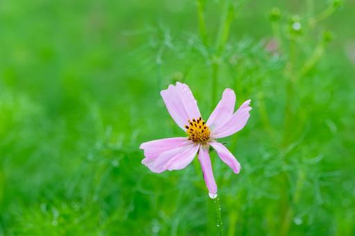 雨上がりに咲くピンクのコスモス 雨上がりに咲くピンクのコスモス コスモス,花,ピンクの写真素材