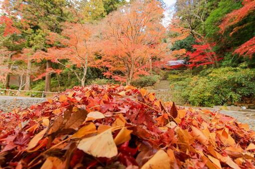 室生寺 室生寺,鎧坂,紅葉の写真素材