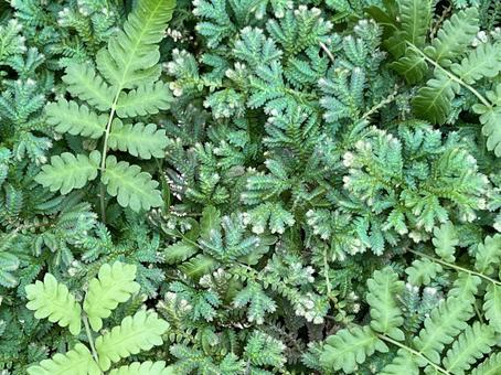 草のアップ 草のアップ 草,コケ,植物の写真素材
