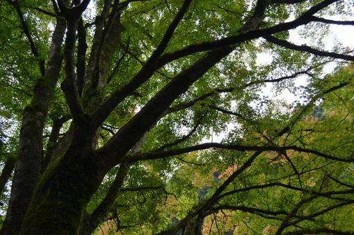 木の下での写真