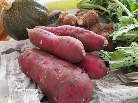 Freshly picked vegetables, JPG Freshly picked vegetables, JPG