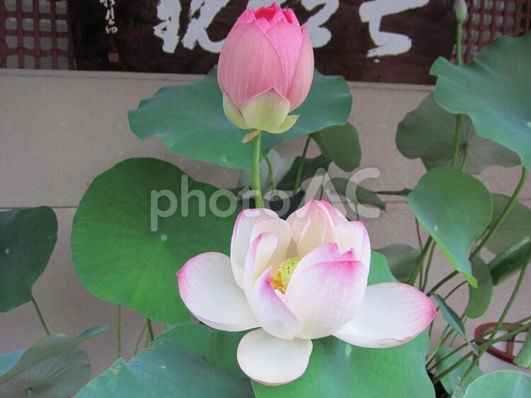 蓮（はす）をめでる。 蓮,はす,蓮華の写真素材