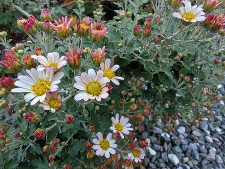 野菊 菊,美しい,秋の写真素材