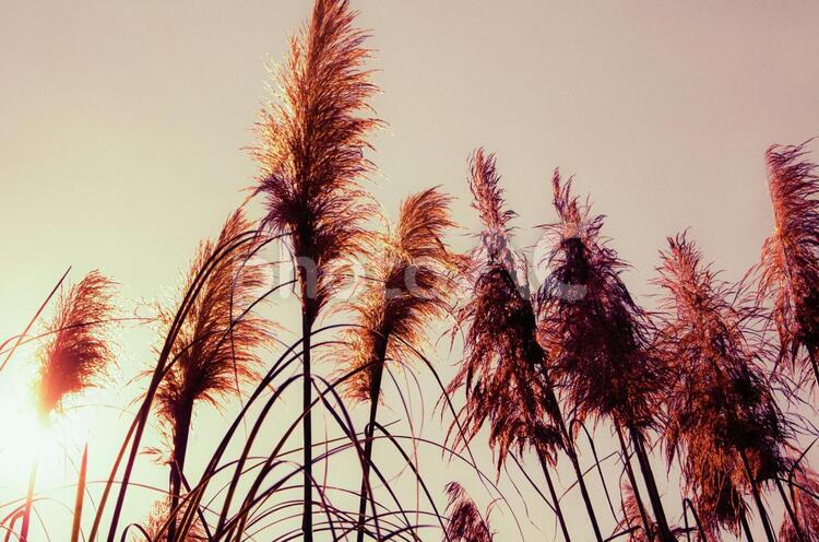 すすき① すすき,オレンジ,ススキの写真素材