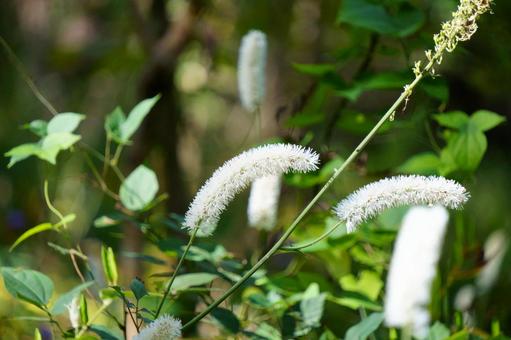 サラシナショウマ サラシナショウマ,花,白の写真素材