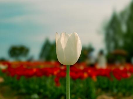 tulips, JPG tulips, JPG