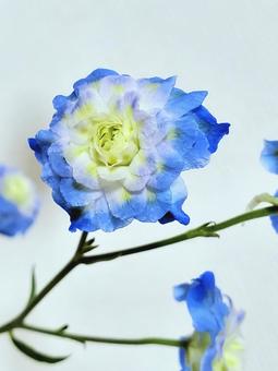 デルフィニウム(ラピスラズリ) デルフィニウム(ラピスラズリ) 切り花,花,青い花の写真素材