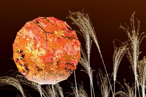 Photo, fall image, autumn, autumn leaves, 
